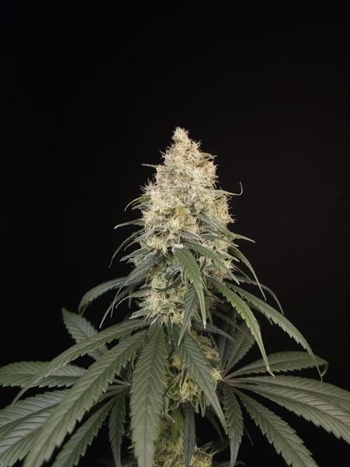 604 test 3. Week 6