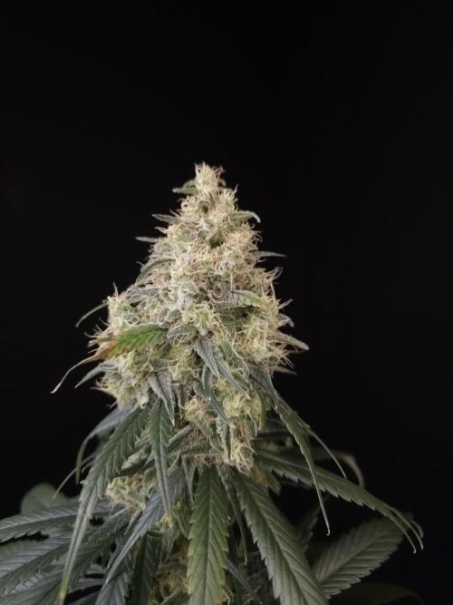 604 test 3. Week 6