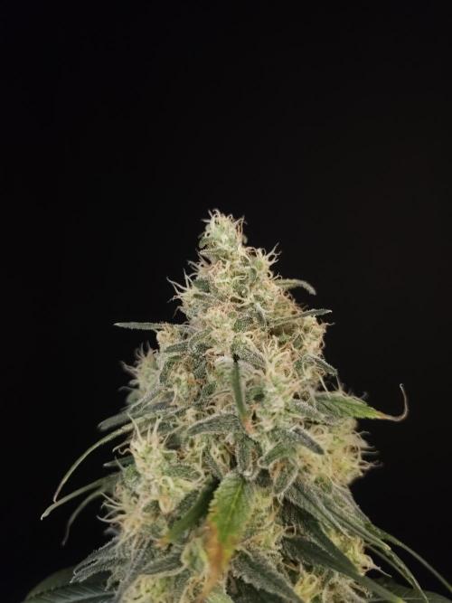 604 test 3. Week 6