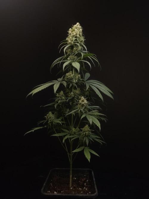 604 test 3. Week 7