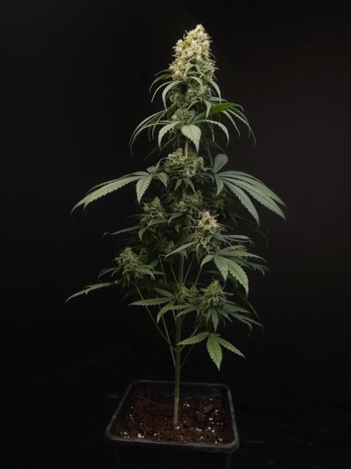 604 test 3. Week 7
