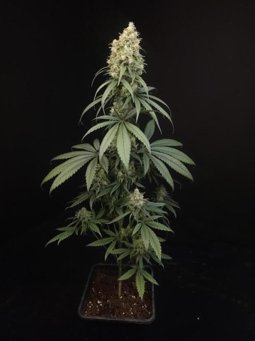 604 test 3. Week 7
