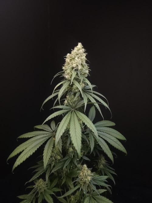 604 test 3. Week 7