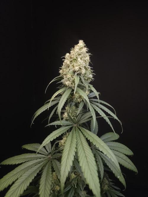 604 test 3. Week 7