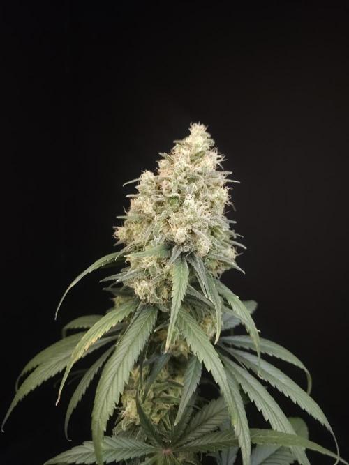 604 test 3. Week 7