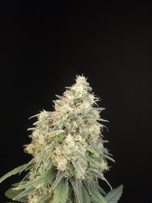 604 test 3. Week 7