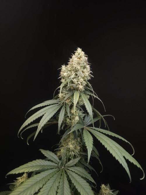 604 test 3. Week 7