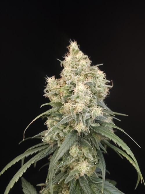 604 test 3. Week 7