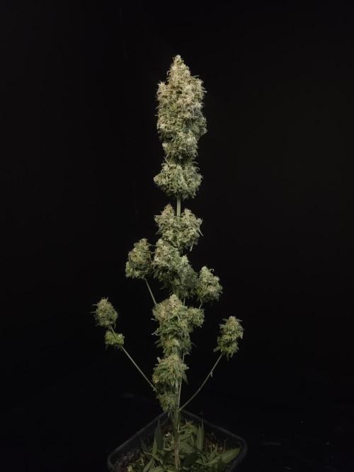 604 test 3. Week 8