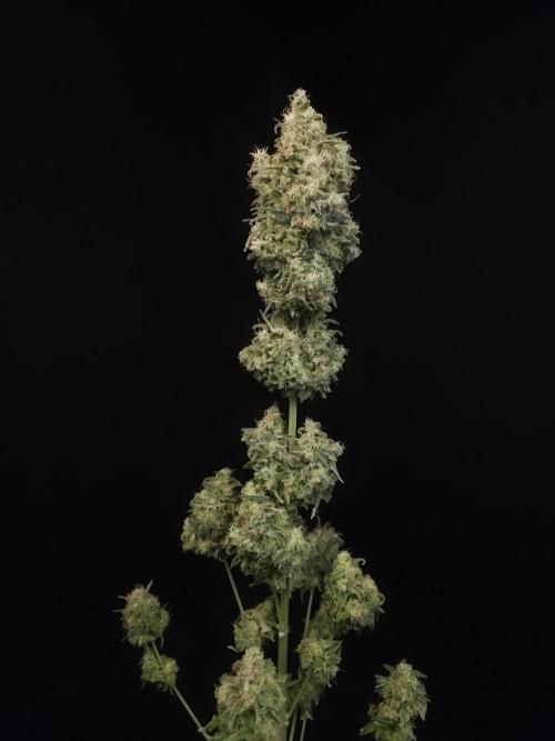 604 test 3. Week 8