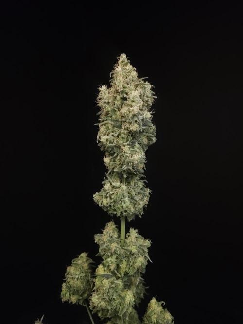 604 test 3. Week 8