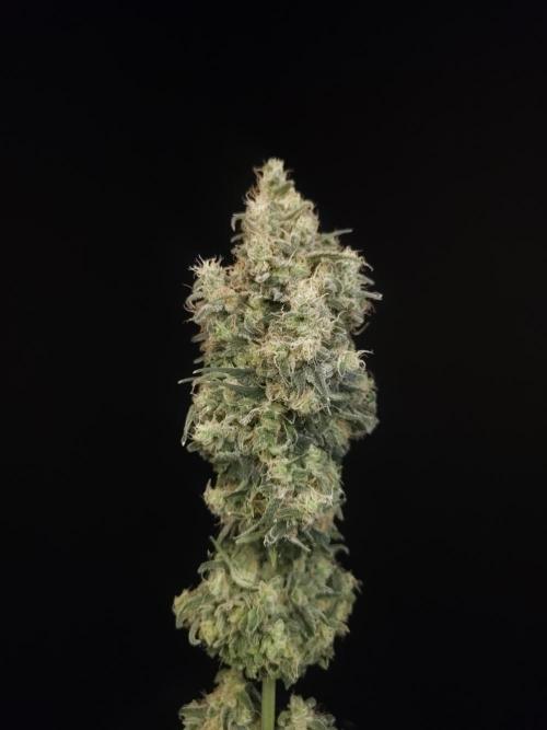604 test 3. Week 8