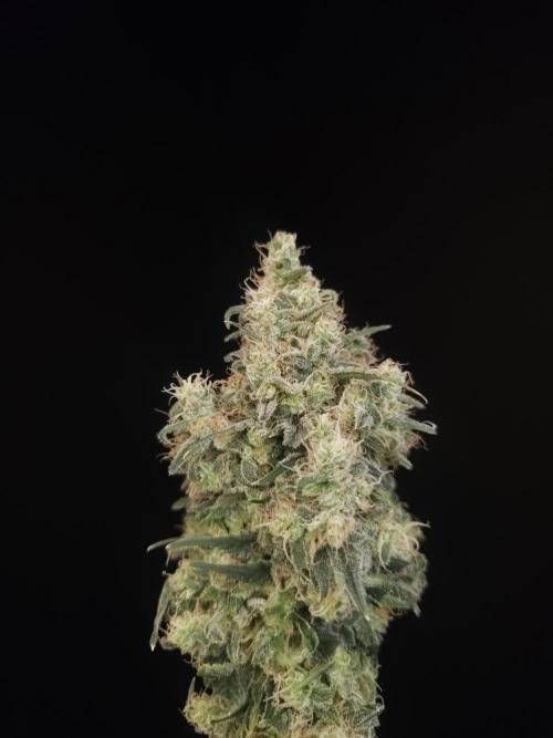 604 test 3. Week 8