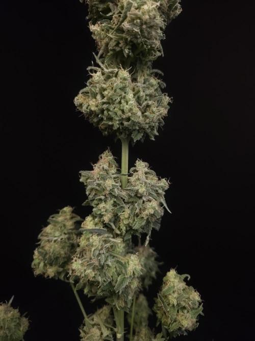 604 test 3. Week 8