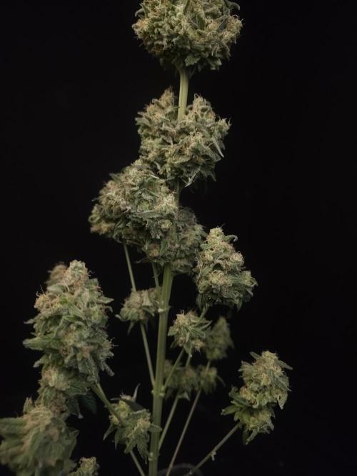 604 test 3. Week 8