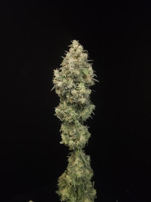 604 test 3. Week 8