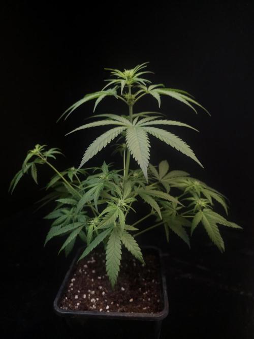 605 test 3. Week 1