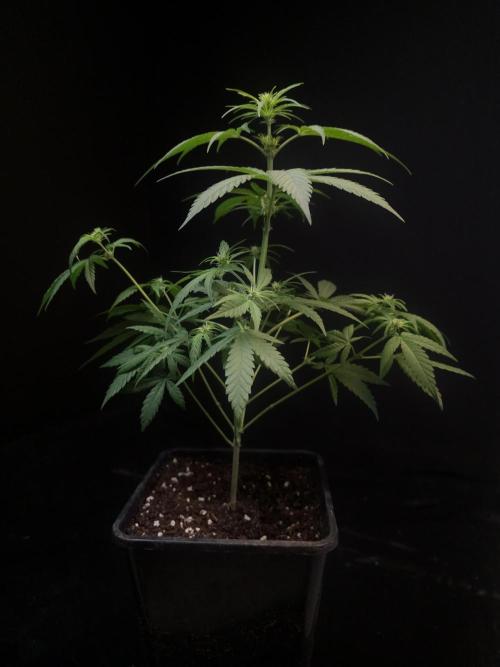 605 test 3. Week 1