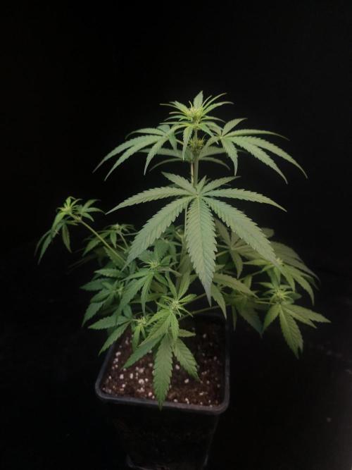 605 test 3. Week 1