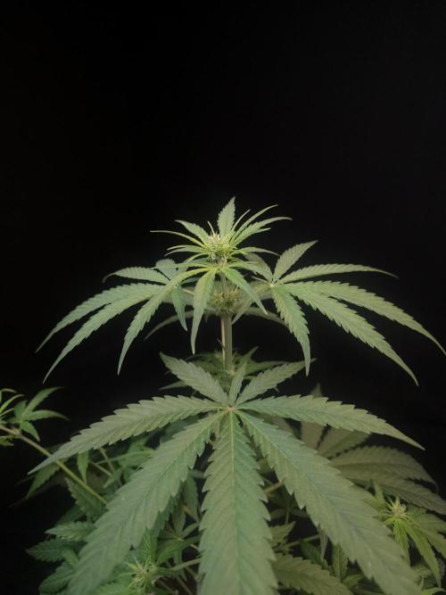 605 test 3. Week 1