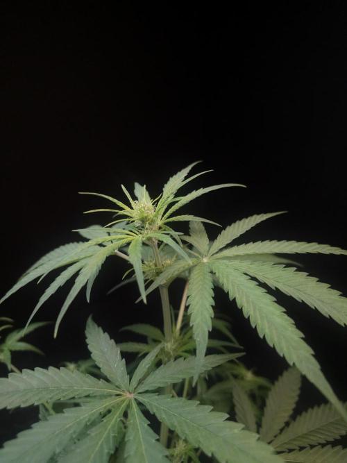 605 test 3. Week 1
