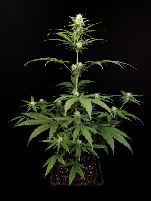 605 test 3. Week 2