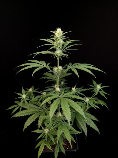 605 test 3. Week 2