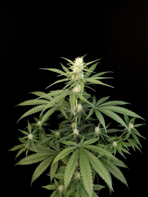 605 test 3. Week 2