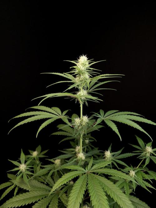 605 test 3. Week 2