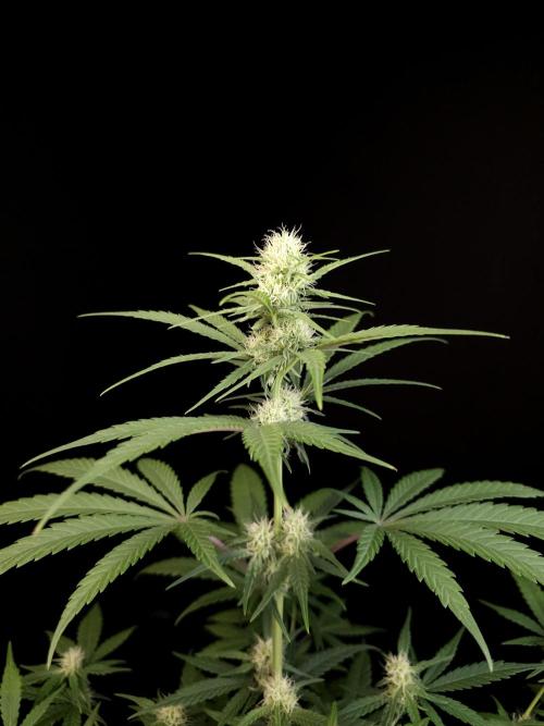 605 test 3. Week 2