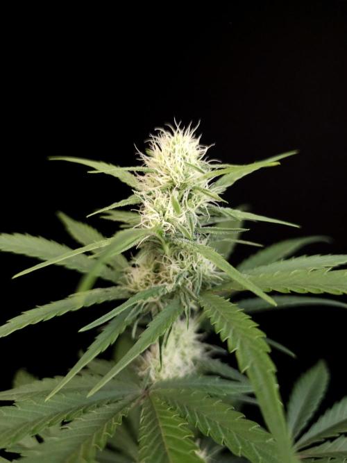 605 test 3. Week 2