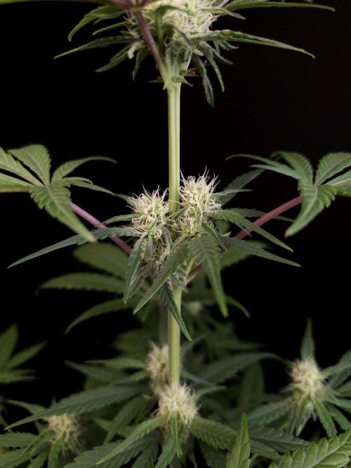 605 test 3. Week 2