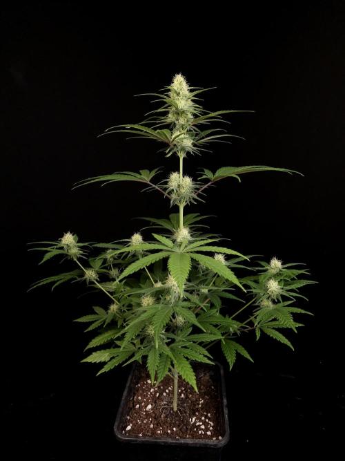 605 test 3. Week 3