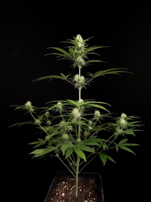 605 test 3. Week 3