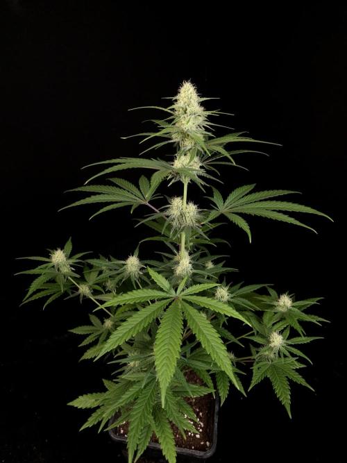 605 test 3. Week 3