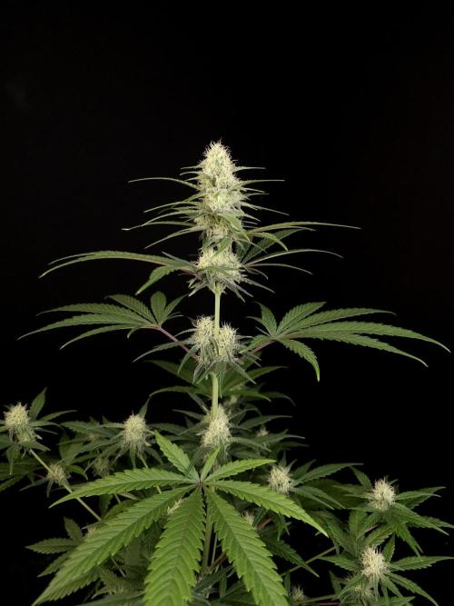 605 test 3. Week 3