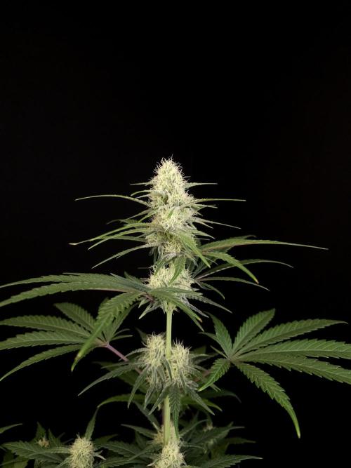 605 test 3. Week 3