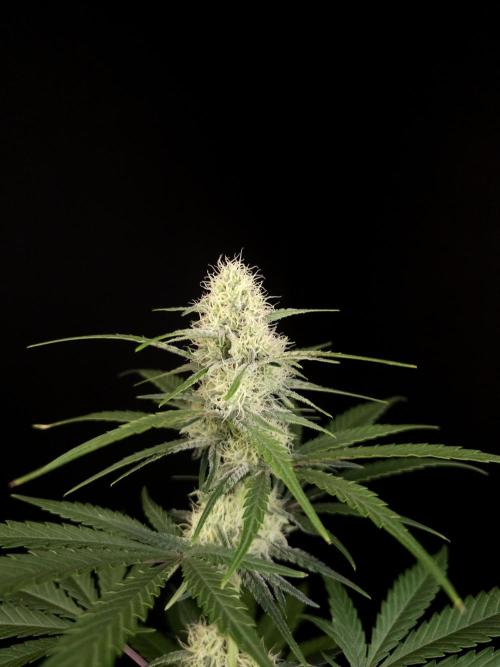 605 test 3. Week 3