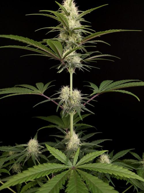 605 test 3. Week 3