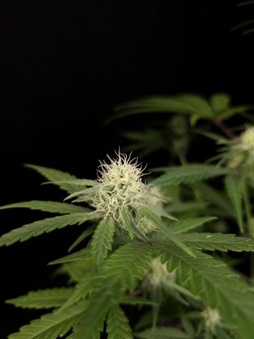 605 test 3. Week 3