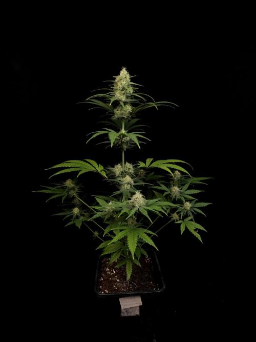 605 test 3. Week 4