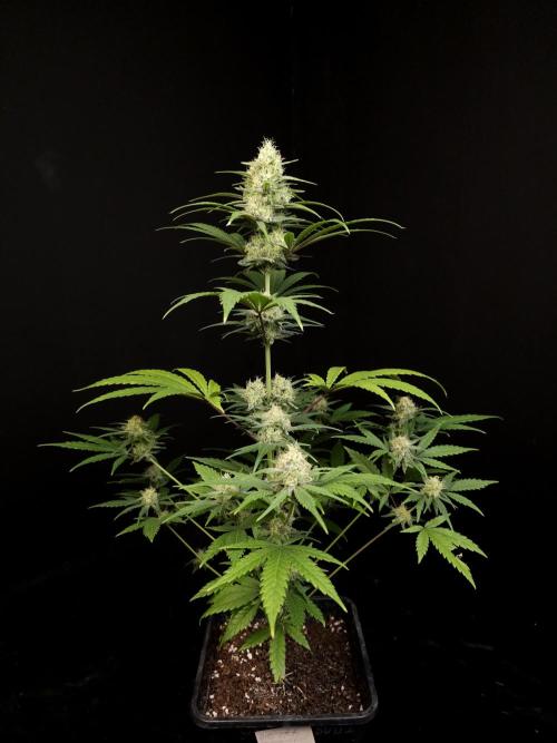 605 test 3. Week 4