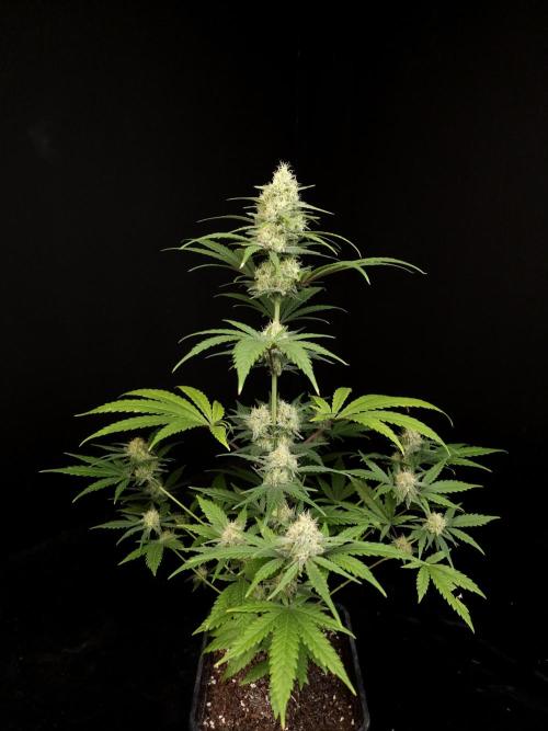 605 test 3. Week 4