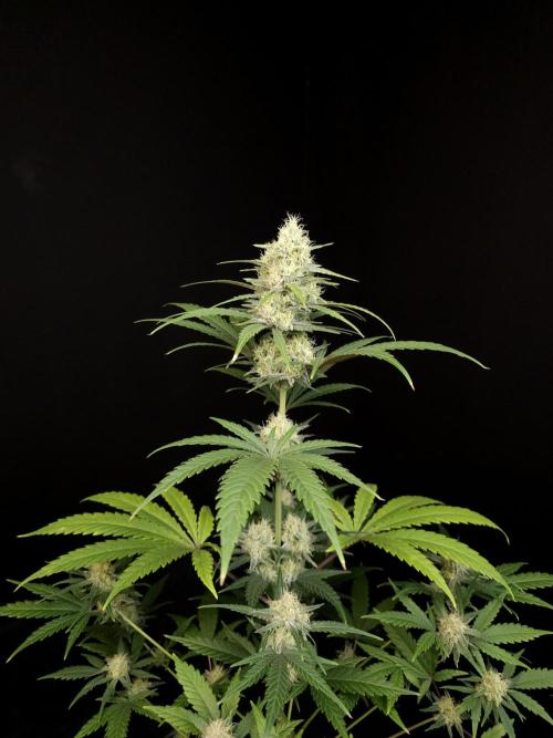 605 test 3. Week 4