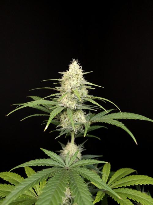 605 test 3. Week 4