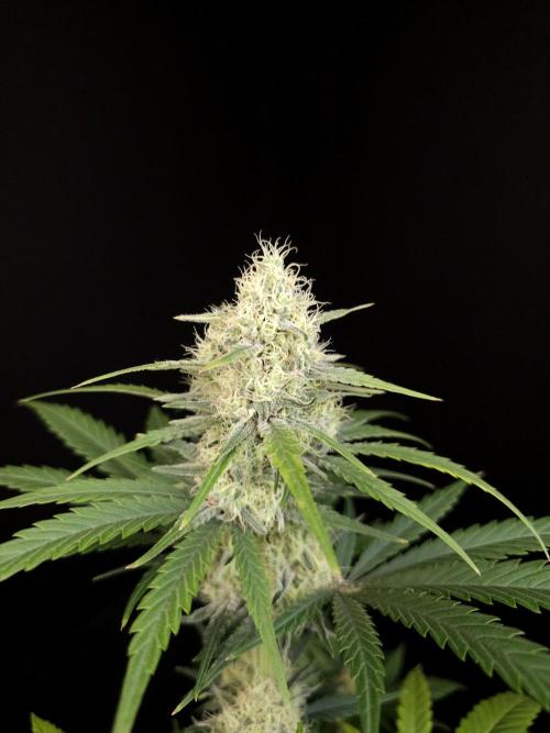 605 test 3. Week 4