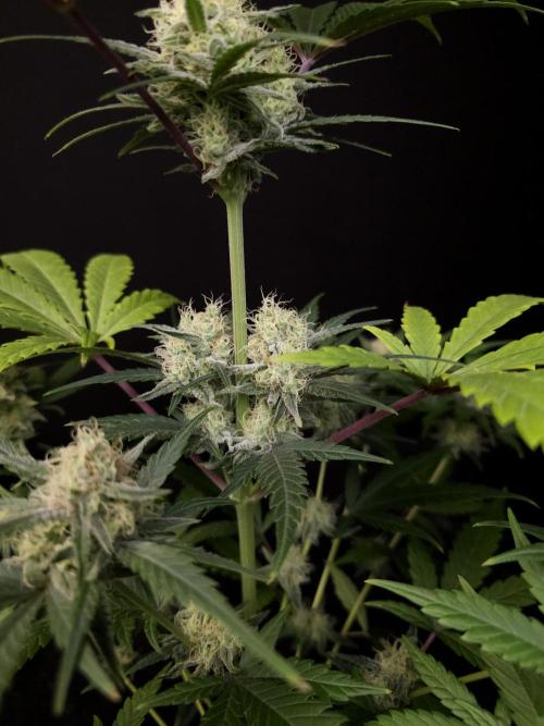 605 test 3. Week 4