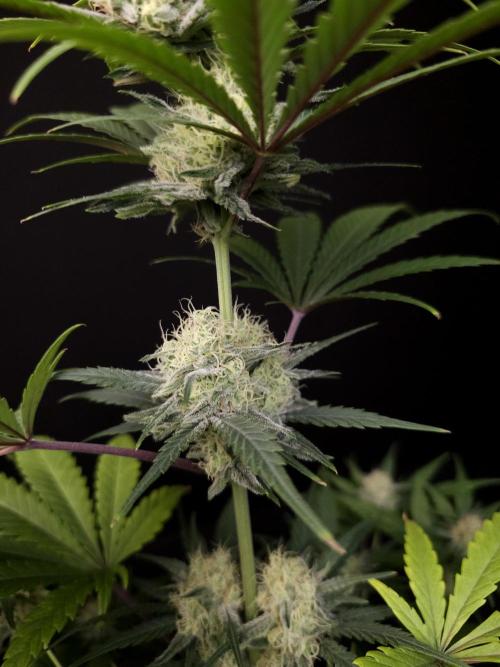 605 test 3. Week 4