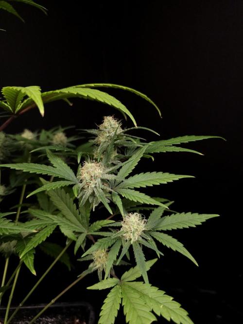 605 test 3. Week 4