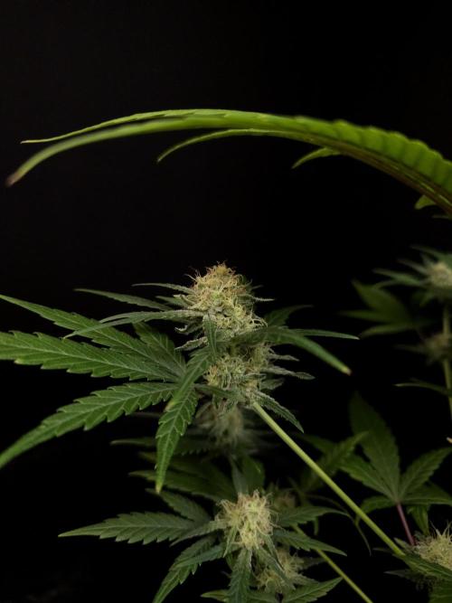605 test 3. Week 4